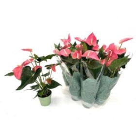 ANTHURIUM  M14 MAINE rosa