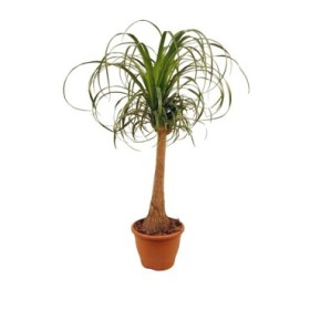 BEAUCARNEA 1tronc  95cm. M24