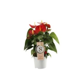 ANTHURIUM  M 9 RED CHAMPION