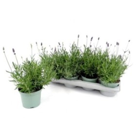 LAVANDULA BLEU M13