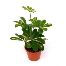 SCHEFFLERA M 8.5 MINI GOLD CAPELLA