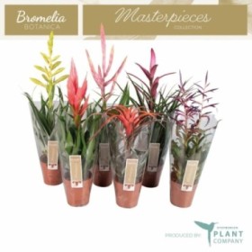 TILLANDSIA MIX  M12 H55