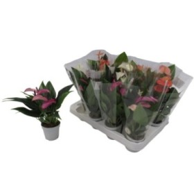 ANTHURIUM  M 7 TOP MIX