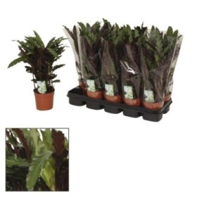 CALATHEA  M12  RUFIBARBA ELGERGRASS