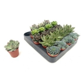 ECHEVERIA  M 6 mini (precio por caja x20)