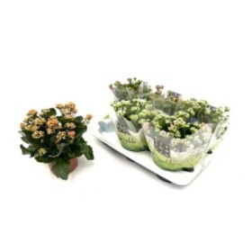 KALANCHOE  M15 CALANDIVA flor doble