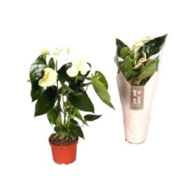 ANTHURIUM  M14  blanc