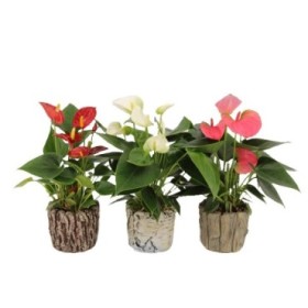 ANTHURIUM  M 9 FOREST CERAMICA MIX 30cm