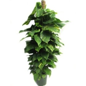 POTHOS  TUTOR M24-150cm. Sr.