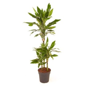 DRACAENA JANET LIND 90.60.30 M22-150cm.