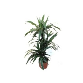 DRACAENA DEREMENSIS 60.30.15 M20-120cm.