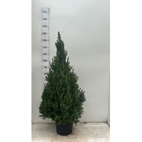 PICEA GLAUCA CONICA  M26-140cm.