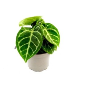 ANTHURIUM  M17 SILVER BUSH