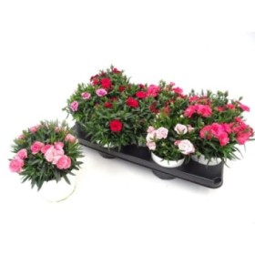 DIANTHUS OSCAR M13