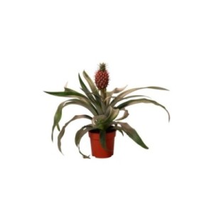 ANANAS  M09- 25cm  CORONA