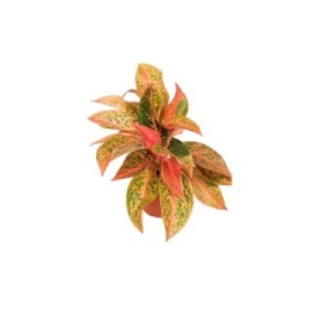 AGLAONEMA  M12 PRESTIGE