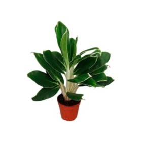 AGLAONEMA  M12 WHITE LIME