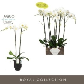 PHALAENOPSIS  M15 2R H90 BIJOUX EN CERAMICA AQUO