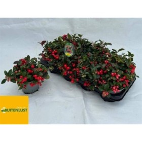 GAULTHERIA PROCUMBENS  M12 BIG BERRY