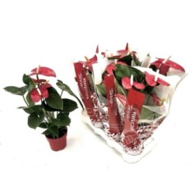 ANTHURIUM  M14 TURENZA rojo