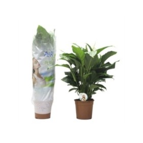 SPATHIPHYLLUM  M24- 125cm. Sweet Laurentta