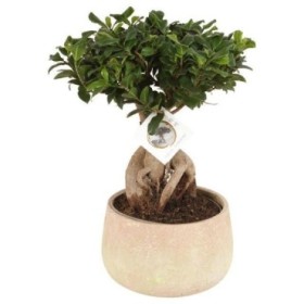 FICUS GINGEIN Ramificat M21 ceramica