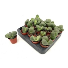 LITHOPS  M 5