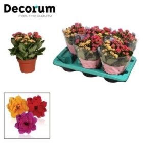 KALANCHOE  M15 MULTI COLOR flor doble