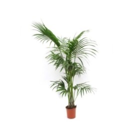 KENTIA  M22-180cm. Sr.