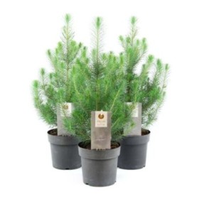 PINUS PINEA  M17 -45cm.