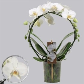 PHALAENOPSIS  M12 ARC BLANC EXTRA 2 vares