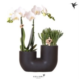 PHALAENOPSIS+CRASA L20 H18 TUBE BLACK