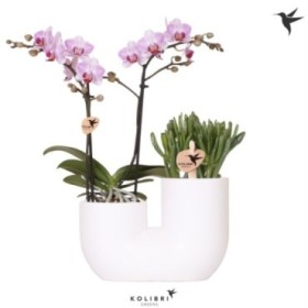 PHALAENOPSIS+CRASA L20 H18 TUBE WHITE