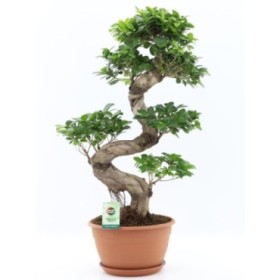 FICUS GINGEIN Ramificat M33 H100 en S