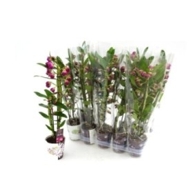 DENDROBIUM  M12-50cm. LILA 2-vares