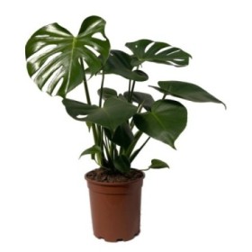 MONSTERA M17