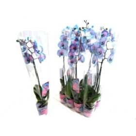 PHALAENOPSIS  M12 1 VARA 70cm. BLAU WONDER OF NAT