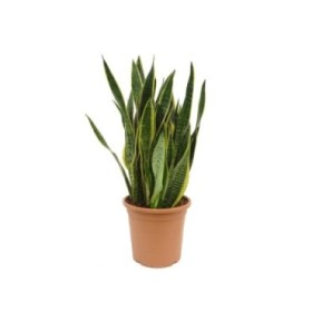 SANSEVIERIA  M25- 70cm.