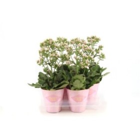 KALANCHOE FEMINI PINK M14