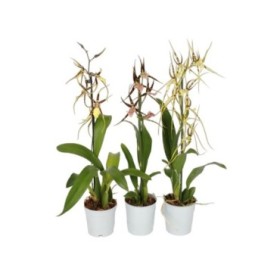 BRASSIA MIX M12-55cm. 1 vares ORQUID