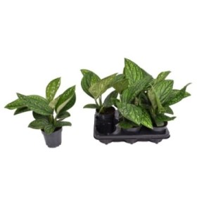 POTHOS  M12 Marble planet