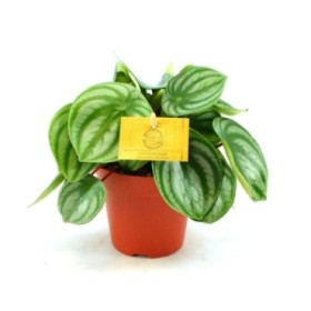 PEPEROMIA  M12 ARGYREIA