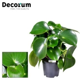 PEPEROMIA  M14 POLYBOT RAINDROP