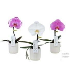 PHALAENOPSIS  M 9  FLOR SINGOLO MIX CERAMICA