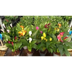 ZANTEDESCHIA  M14 calla colors Sr.