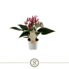 ANTHURIUM  M 9 ZIZOU