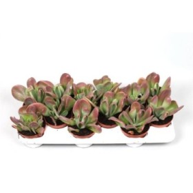 KALANCHOE ORICULA M10