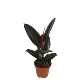 FICUS ROBUSTA ABDIJAN  M12