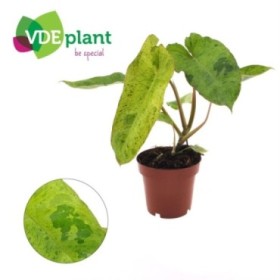 PHILODENDRON  M12 PARAISO VERDE