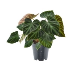 PHILODENDRON  M14 VERRUCOSUM